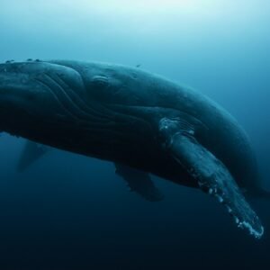 Humpback whale (Megaptera novaeangliae) resting in the deep, Roca Partida, Revillagigedo, Mexico